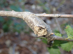 Dryocosmus asymmetricus