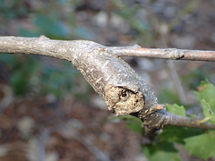 Dryocosmus asymmetricus