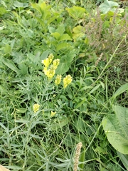 Linaria