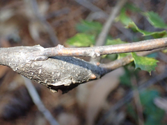 Dryocosmus asymmetricus