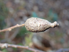 Protobalandricus spectabilis