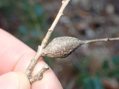 Protobalandricus spectabilis