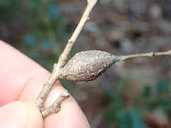 Protobalandricus spectabilis