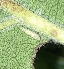 Protalebra nexa