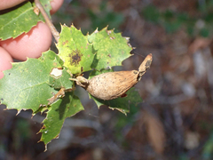 Heteroecus pacificus