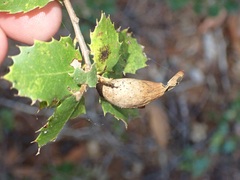 Heteroecus pacificus