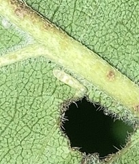 Protalebra nexa