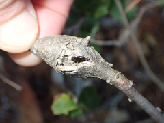Dryocosmus asymmetricus