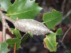 Protobalandricus spectabilis