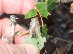 Protobalandricus spectabilis