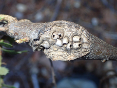 Dryocosmus asymmetricus