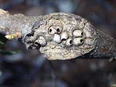 Dryocosmus asymmetricus
