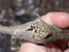 Dryocosmus asymmetricus