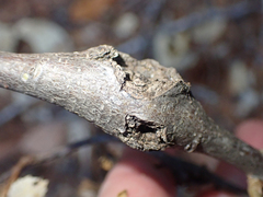 Dryocosmus asymmetricus