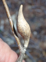 Heteroecus pacificus