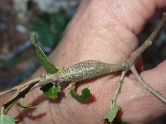 Protobalandricus spectabilis