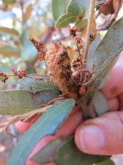 Heteroecus melanoderma