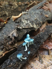 Mycena cyanocephala