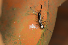 Paratimomenus flavocapitata