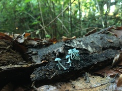 Mycena cyanocephala