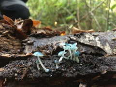 Mycena cyanocephala
