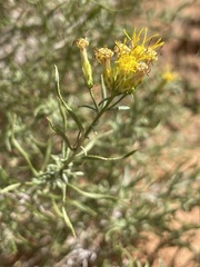 Chrysothamnus greenei