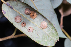 Paracraspis guadaloupensis