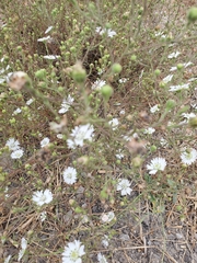 Hemizonia congesta luzulifolia