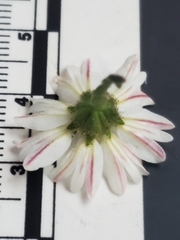 Hemizonia congesta luzulifolia