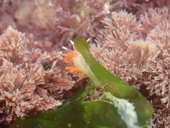 Coryphellina albomarginata