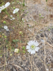 Hemizonia congesta luzulifolia