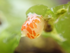 Coryphellina albomarginata