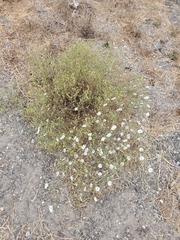 Hemizonia congesta luzulifolia