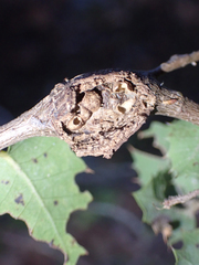 Dryocosmus asymmetricus