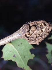Dryocosmus asymmetricus