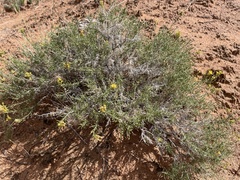 Chrysothamnus greenei