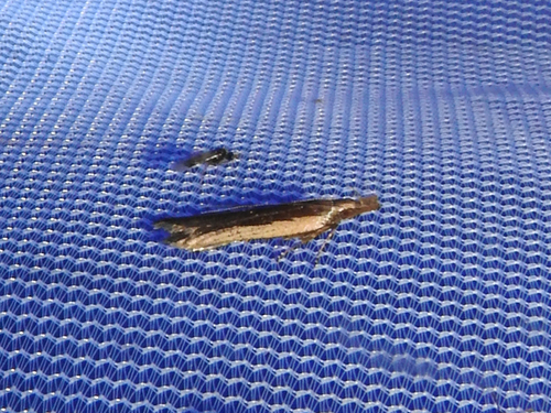 Photo of Palmerworm Moth (Dichomeris ligulella)