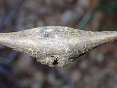 Dryocosmus asymmetricus