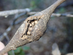Dryocosmus asymmetricus