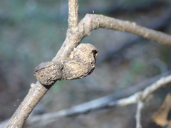 Heteroecus melanoderma