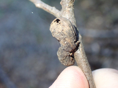 Heteroecus melanoderma