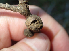 Heteroecus melanoderma