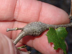 Dryocosmus asymmetricus