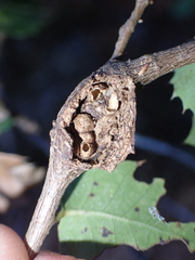 Dryocosmus asymmetricus