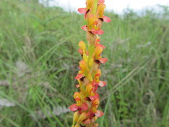 Disa chrysostachya
