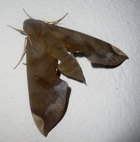 Fig Sphinx