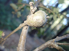 Protobalandricus spectabilis