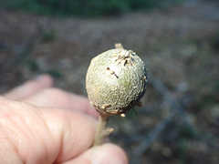 Protobalandricus spectabilis