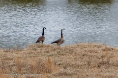Anser anser × Branta canadensis
