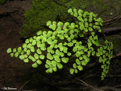 Adiantum chilense